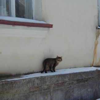 Долгопрудненский саблезубый кот