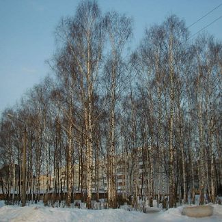 Берёзовая роща на Восточной улице в Долгопрудном