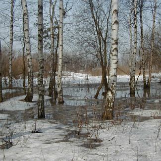 Весенний лес в Долгопрудном