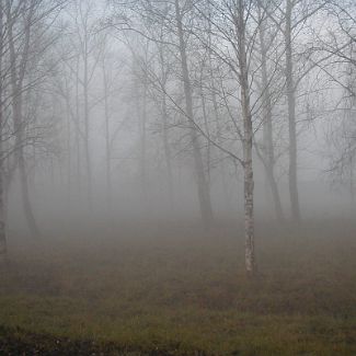 Берёзовая роща в тумане Forest in fog