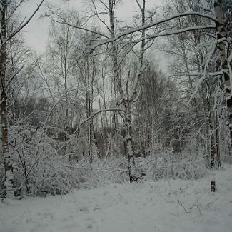 Зимний лес у станции Долгопрудная Winter forest in Dolgoprudny