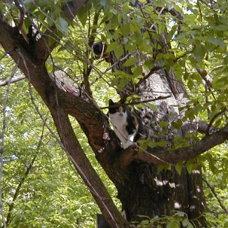 Кот дикий московский саблезубый Фауна во дворе КК12