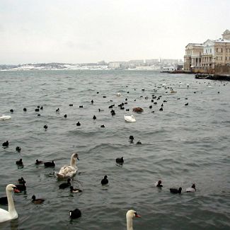 Лебеди и утки в Севастопольской бухте