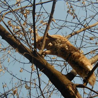 Кот лефортовский нагломордый