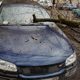 Упавшее дерево пробило лобовое стекло автомобиля