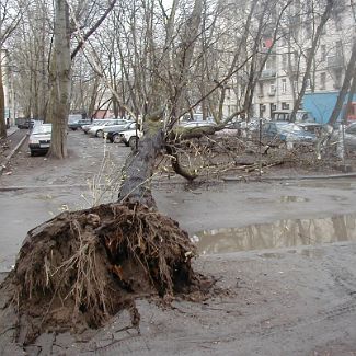 Упавшее дерево в Лефортово