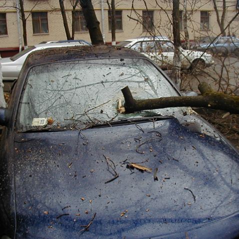 Falled tree on Komkov's car Дерево упало на автомобиль Дмитрия Комкова