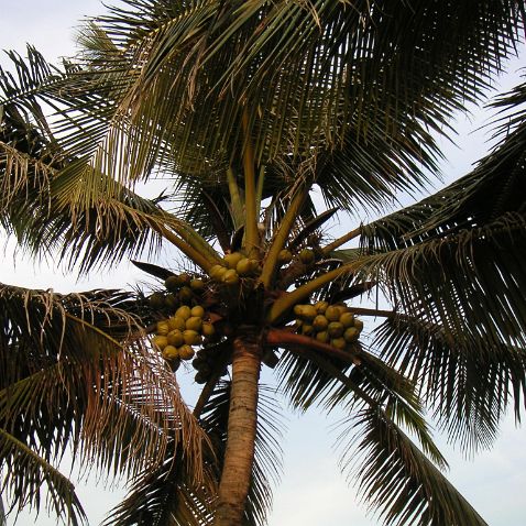 India: Goa: Mobor Beach