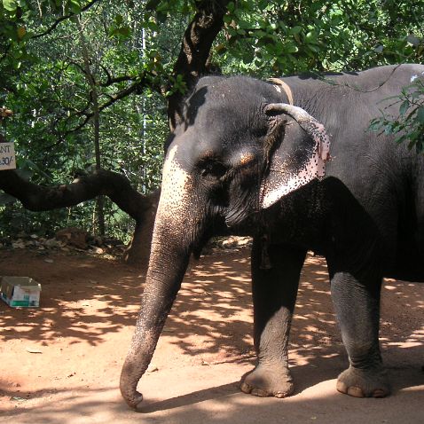 India: Goa: Ponda: Sahakari Spice Farm