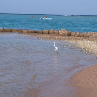 Heron on the Royal Azur beach