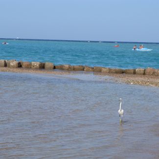 Heron on the Royal Azur beach