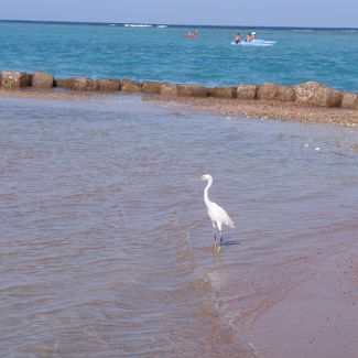 Heron on the Royal Azur beach