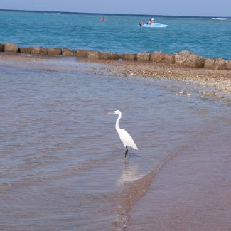 Heron on the Royal Azur beach