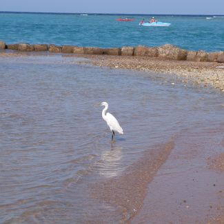 Heron on the Royal Azur beach