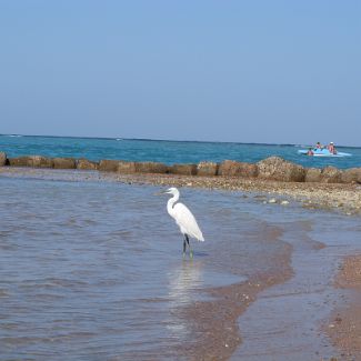 Heron on the Royal Azur beach