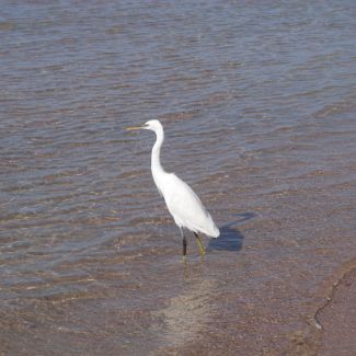 Heron on the Royal Azur beach