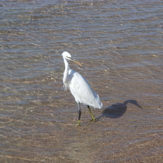 Heron on the Royal Azur beach