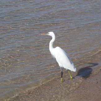 Heron on the Royal Azur beach