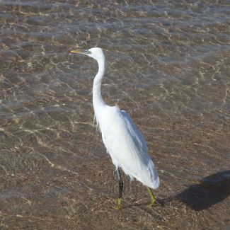 Heron on the Royal Azur beach