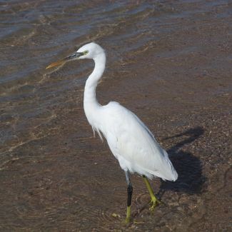 Heron on the Royal Azur beach