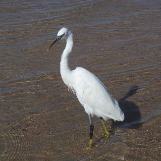 Heron on the Royal Azur beach