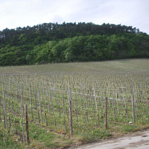 Luxembourg: Route Du Vin