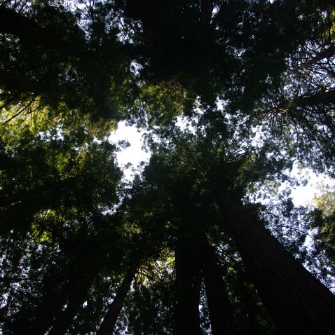 California: Muir Woods National Monument Калифорния: Национальный заповедник Мьюирский лес - заповедник, в 19 км к cеверу от Сан-Франциско