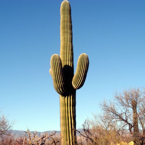 Arizona: Saguaro National Park: Rincon Mountain Visitor Center Аризона: Национальный парк Сагуаро в пустыне Сонора на восточной окраине Тусона. Кольцевой автомобильный маршрут по...