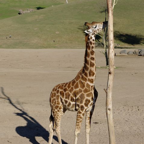 California: San Diego Wild Animal Park Калифорния: Сафари-парк зоопарка Сан-Диего в долине Сан-Паскуаль