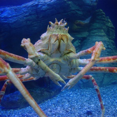 California: Long Beach Aquarium of the Pacific Калифорния: Большой публичный океанариум с тихоокеанской фауной в городе Лонг-Бич