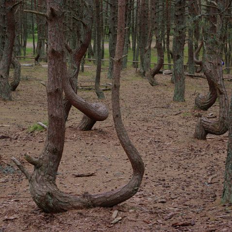 The Curonian Spit: Dancing forest