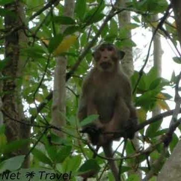 Cần Giờ Biosphere Reserve, Viet Nam 2011 // AndyNet Travel Биосферный заповедник Cần Giờ, Вьетнам 5.11.2011ПОМОЩЬ КАНАЛУ:🔴 YooMoney: https://yoomoney.ru/to/4100114291789970:00...