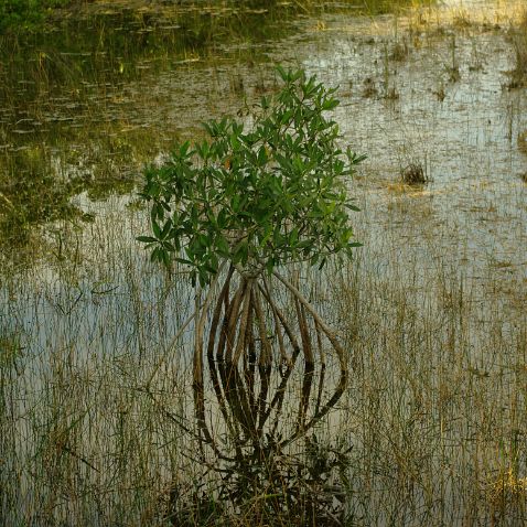 USA: FL: Everglades NP: Mahogany Hammok