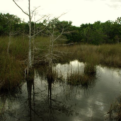 USA: FL: Everglades NP: Pa-hay-okee Overlook Trail