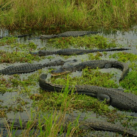 USA: FL: Everglades NP: Anhinga Trail