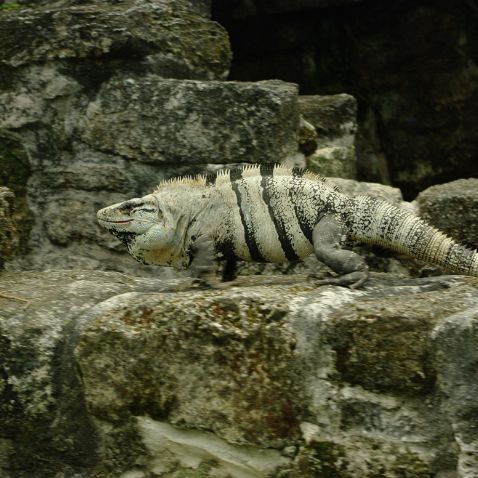 Mexico: Cozumel: San Gervasio Mayan ruins Мексика: Кинтана-Роо: Остров Косумель: Руины цивилизации Майя San Gervasio