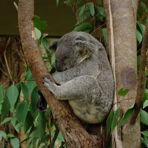 Australia: Queensland: Kuranda Австралия: Квинсленд: Куранда