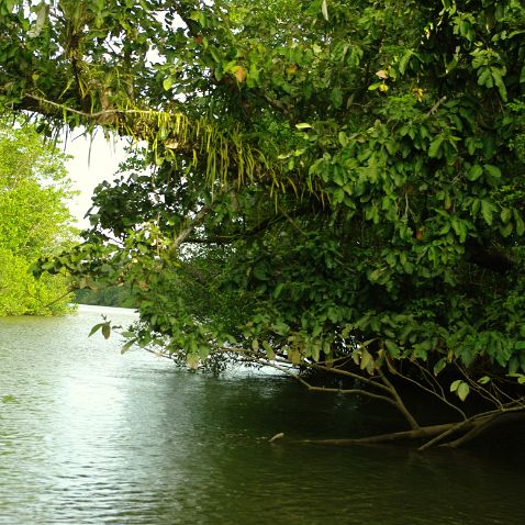 Australia: Queensland: Daintree river