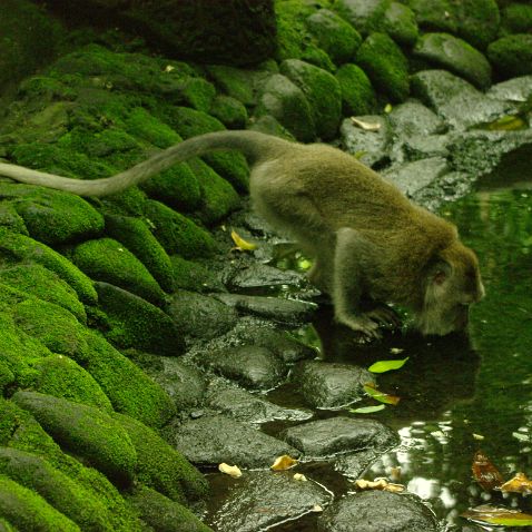 Indonesia: Bali island: The Ubud Monkey Forest