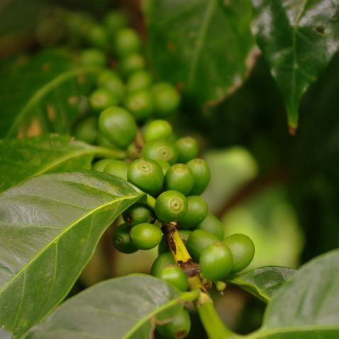 Australia: Queensland: Mareeba: Jaques Coffee Plantation