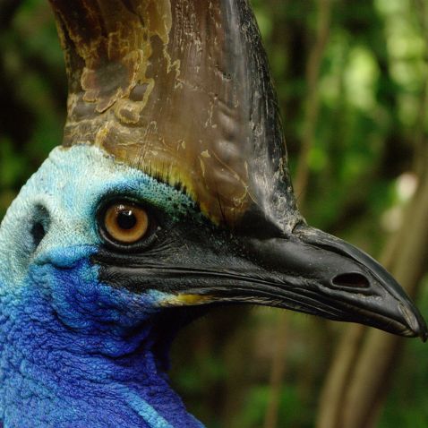 Australia: Queensland: Clifton Beach: Cairns Tropical Zoo