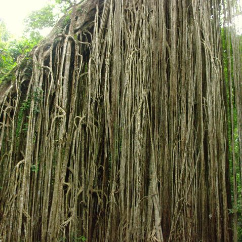 Australia: Queensland: Atherton Tablelands: Yungaburra: Heritage Village & The Curtain Fig Tree