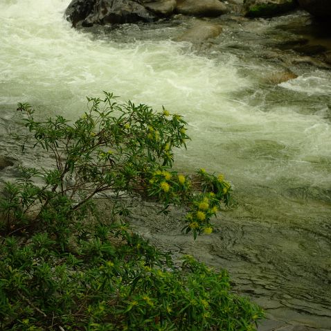 Australia: Queensland: Daintree National Park: Mossman Gorge