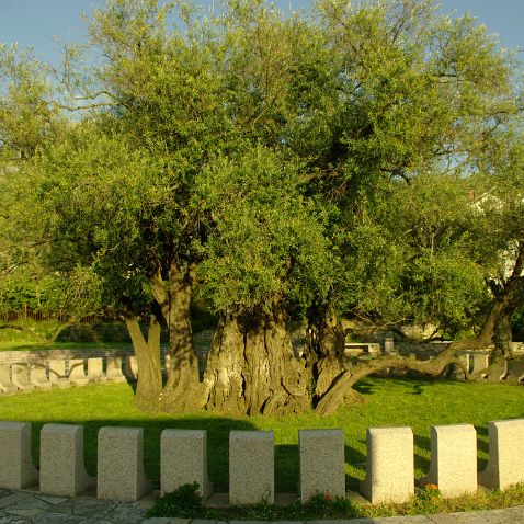 Montenegro: >2000 years old Olive Tree Црна Гора: Стара Маслина >2000 годин