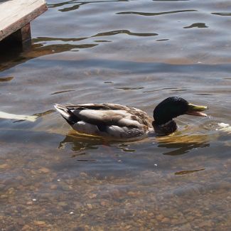 Утка на Titisee