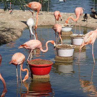 Flamingo Фламинго