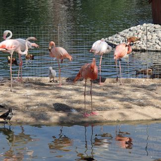 Flamingo Фламинго