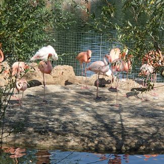 Flamingo Фламинго