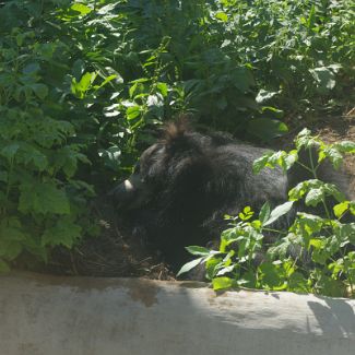 Brown bear Бурый медведь