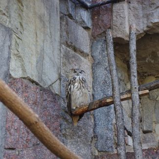 Eagle-owl Филин